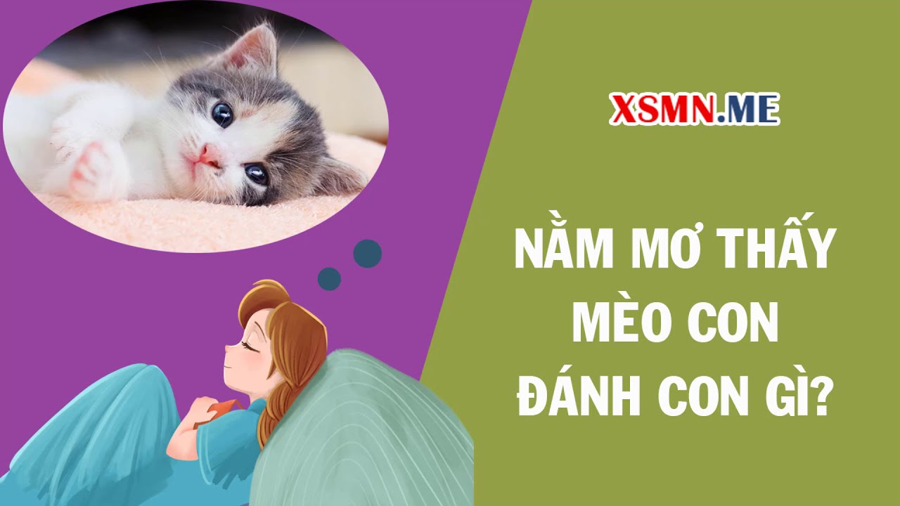 Con Mèo Vàng Số Mấy? - Tìm Hiểu Về Số May Mắn Của Con Mèo