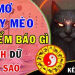 Mèo Con Số Mấy Bí Ẩn Về Cách Gọi Tuổi Của Mèo